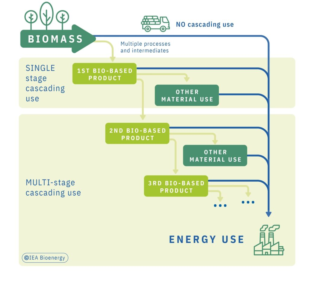 Uso a cascata della biomassa: utilizzo a singolo e multi-stadio prima dell'uso energetico