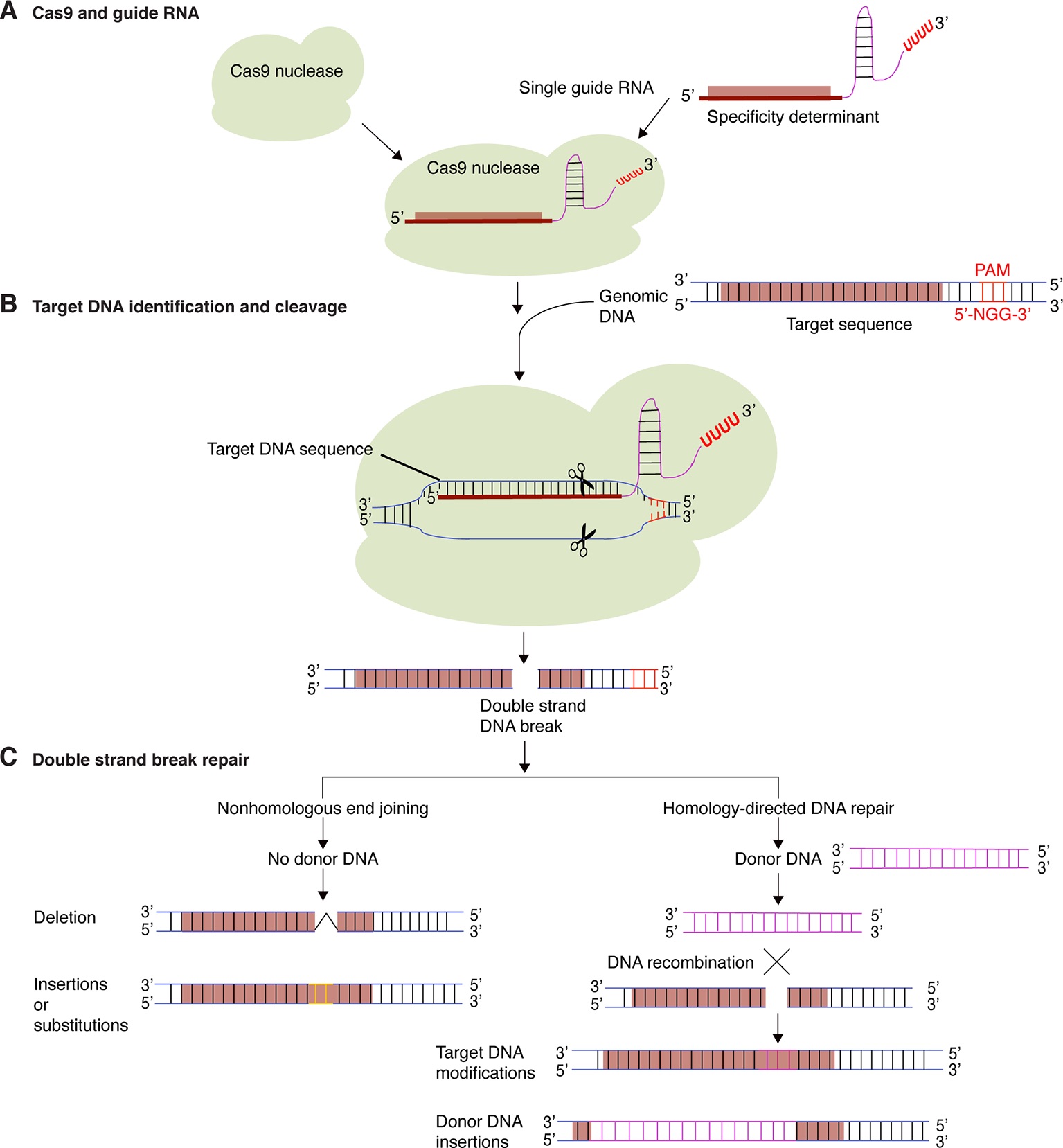 Schema del processo di genome editing nelle piante mediante CRISPR-Cas9 e Agrobacterium tumefaciens, dalla costruzione del vettore all'editing del DNA bersaglio e alla segregazione del T-DNA.