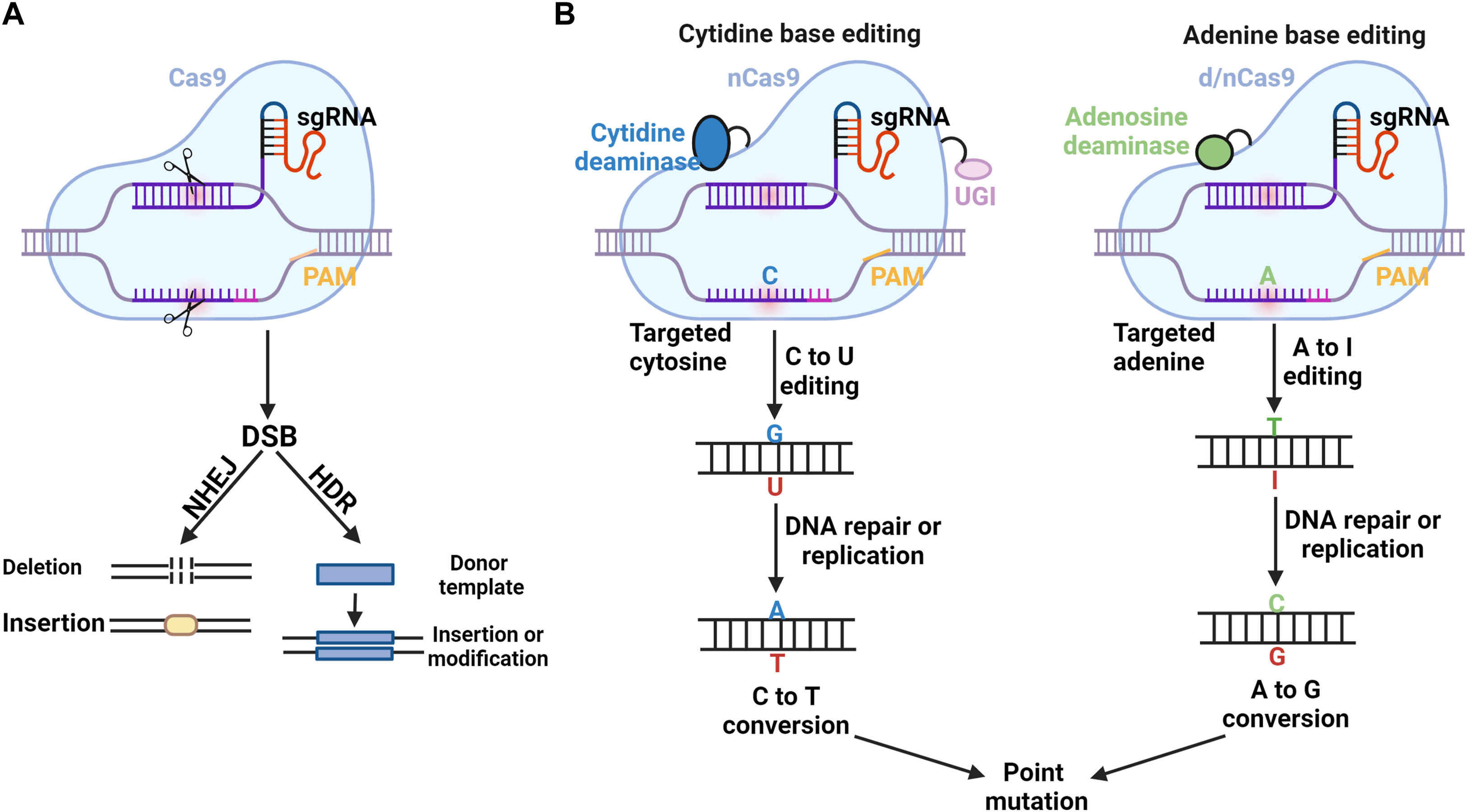 Figura relativa alle applicazioni del gene editing nello studio delle malattie allergiche e alla possibilità di eliminare geni responsabili della produzione di allergeni.
