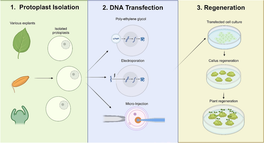 Schema della trasfezione dei protoplasti vegetali mediante polietilenglicole, elettroporazione o microiniezione, dall'isolamento delle cellule fino alla rigenerazione della pianta.