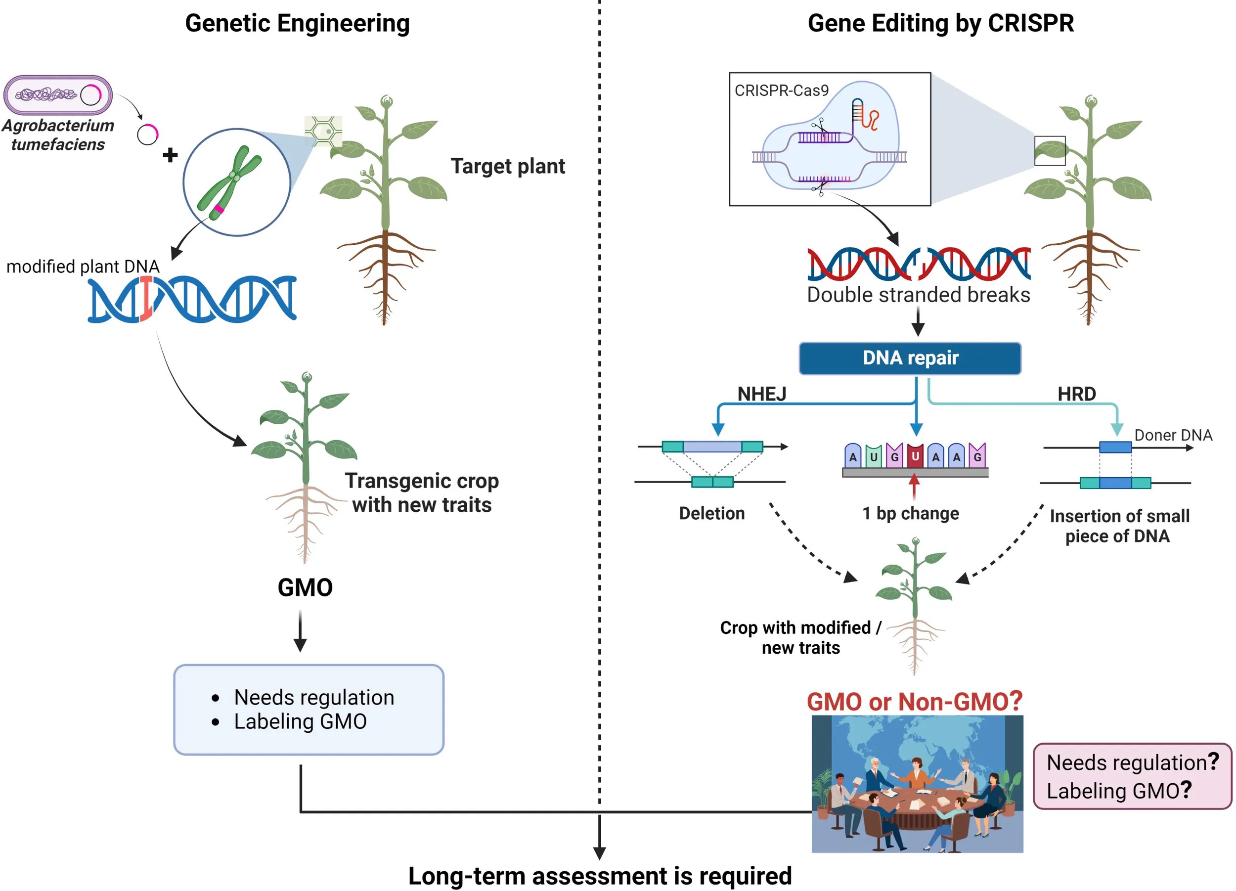 Confronto tra ingegneria genetica tradizionale e genome editing mediante CRISPR-Cas9 nelle piante. A sinistra l'introduzione di DNA modificato per ottenere una coltura transgenica; a destra modifiche mirate del DNA attraverso CRISPR e i successivi meccanismi di riparazione.